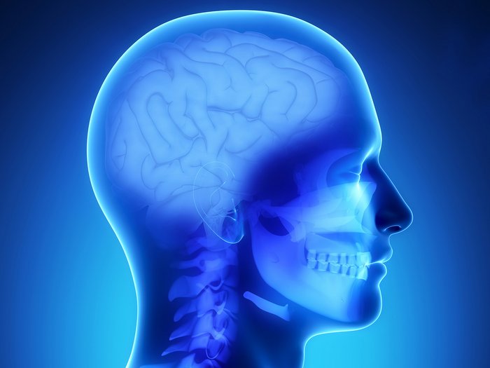 Human brain x-ray view 