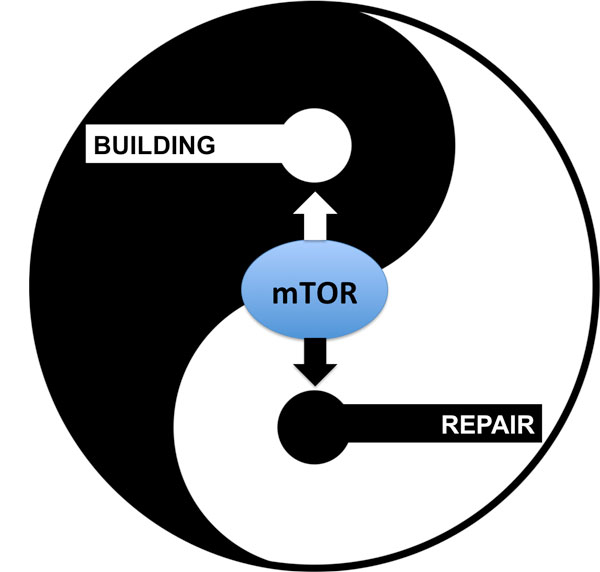 Building and Repair Diagram