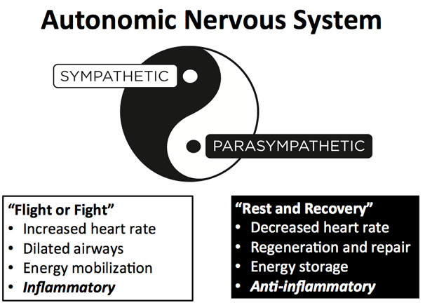 Autonomic Nervous System Diagram